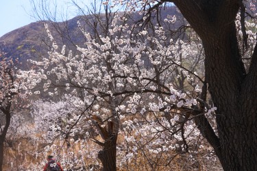 盛开的鲜花近景高清图