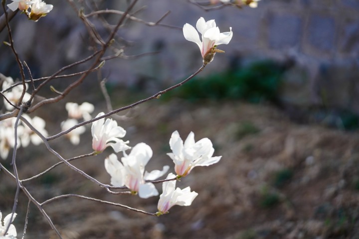 春天漂亮的玉兰花实拍图版权图片下载