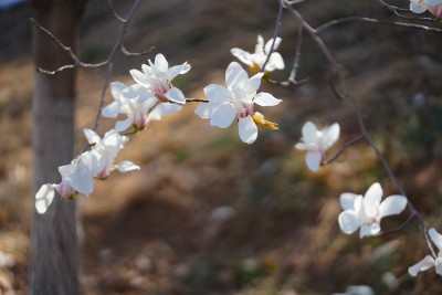 娇艳的白色桃花高清图