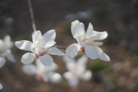 枝头娇艳的白色花朵高清图