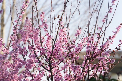 春天盛开的粉色花朵摄影图