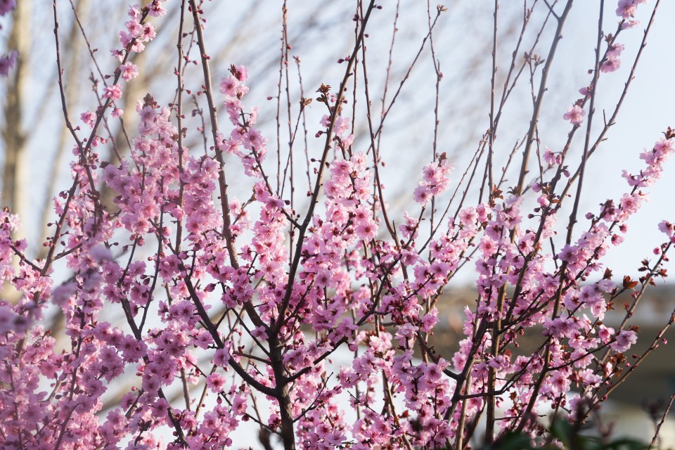 春天盛开的粉色花朵摄影图版权图片下载