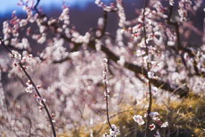 粉白色桃花满园高清图