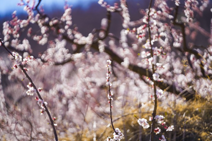 粉白色桃花满园高清图版权图片下载