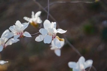 肆意生长的鲜花实拍图