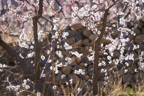 满园鲜花高清图