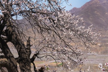 春天繁花盛开摄影图