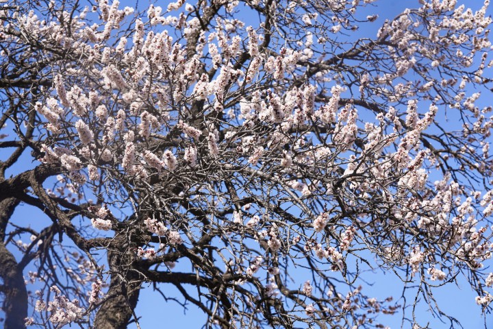 粉嫩嫩的樱花全景实拍图版权图片下载