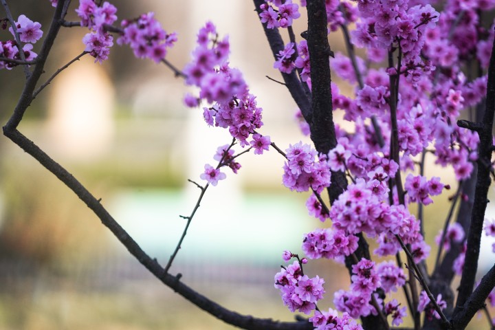 粉色小花实景高清图版权图片下载