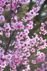粉色鲜艳的花朵摄影图