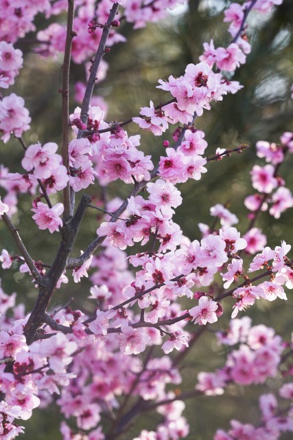 粉色鲜艳的花朵摄影图版权图片下载