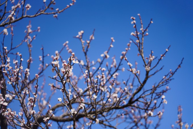 蓝天晴空下的桃花高清图