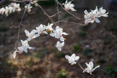 春天绽放的花朵高清图