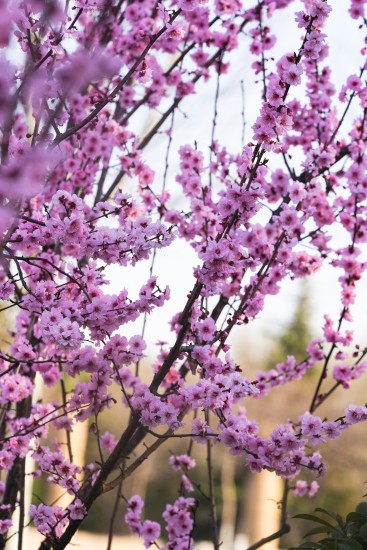 枝头繁茂的粉色花朵摄影图版权图片下载