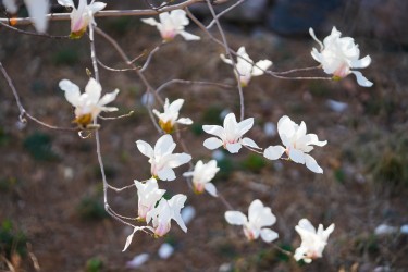 玉兰花花瓣近景实拍图