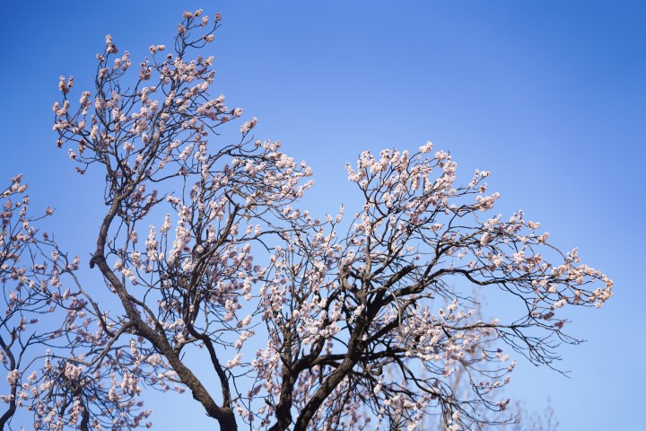 以蓝天为背景的桃花树高清图版权图片下载