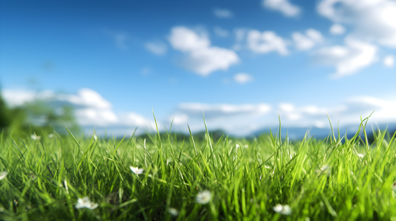 清新青春的绿草满地，蓝天白云摄影图片