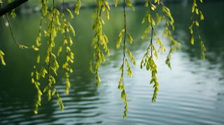 柳树花枝倒挂池塘边的摄影图片