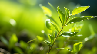 绿色植物的自然摄影图