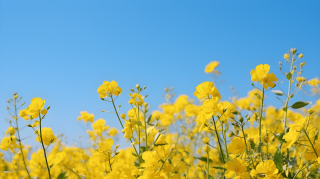 田野间的黄花