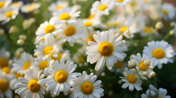 白黄色雏菊花的特写摄影图