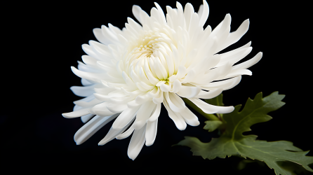 白菊花摄影图片