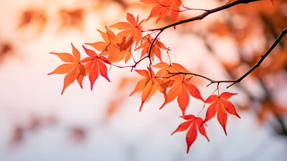 秋叶红橙斑斓的分支摄影图