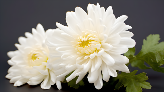 白菊花自然摄影图