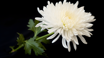 美丽的白菊花摄影图