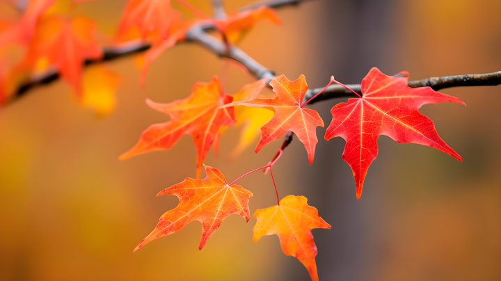 秋叶枝上的绚烂光景摄影图版权图片下载