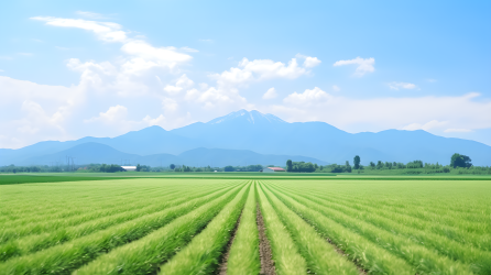 日本风格农田摄影美景