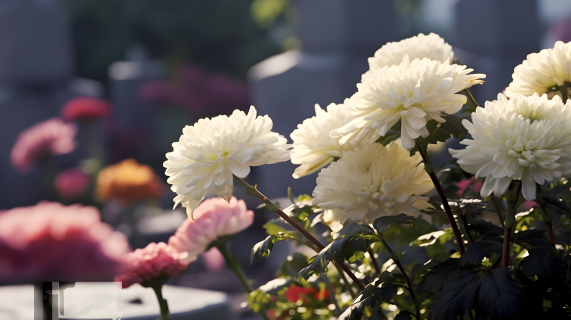 静谧清新的菊花摄影图片