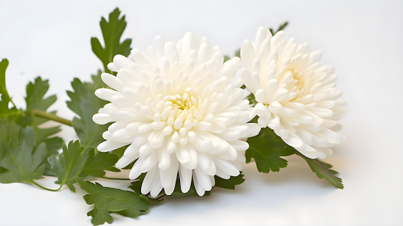 婀娜多姿的白菊花视觉盛宴摄影图