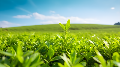 环境意识的青绿茶田与湛蓝天空——摄影图片