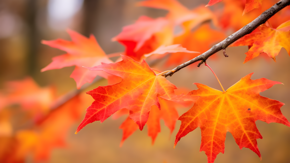 秋叶枝上的绚丽色彩摄影图