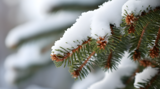 雪覆松枝明亮背景的摄影图片