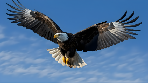 蓝天下黑白鹰飞翔摄影图片