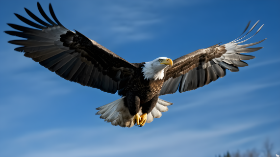 蓝天下飞行的黑白老鹰摄影图片