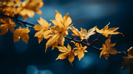 秋叶在暗色背景下的日式风格摄影图