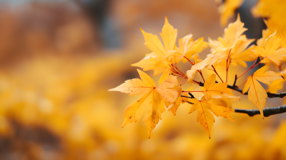 秋叶与黄叶的爆炸色彩日式景象摄影图