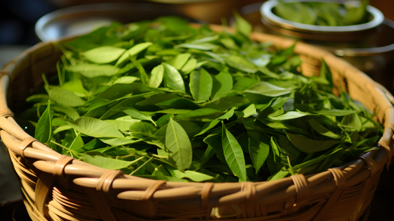 绿茶篮子中充满叶子的平滑光泽风格摄影图