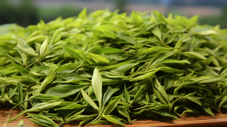 高品质光泽绿茶叶束摄影图片