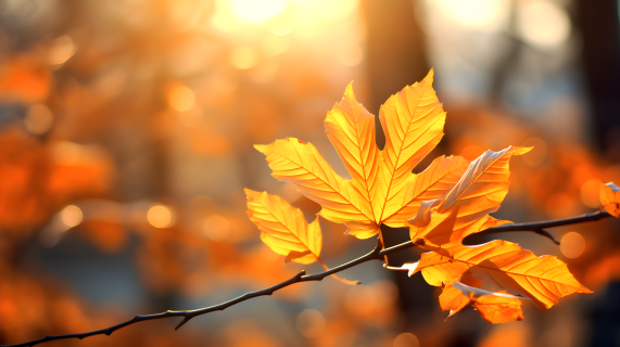 秋天的金黄银色风景 — 秋叶摄影图片