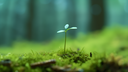 苔藓上的鲜艳逼真的花苞摄影图片