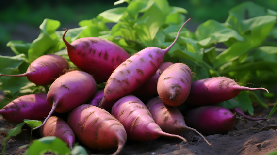 紫薯与绿叶摄影图
