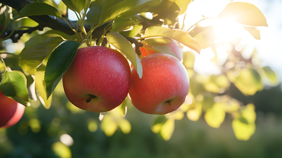 挂在树上的三个苹果，轻红和浅褐色风格的挪威大自然摄影图