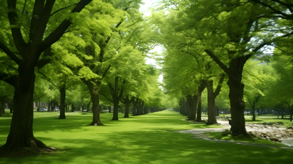 公园林中的绿色树木摄影图片