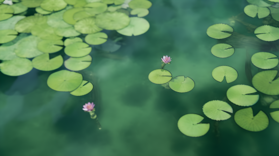清新水面上的睡莲叶摄影图片