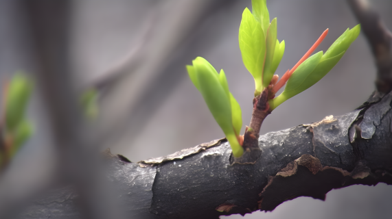 嫩芽生长树干上摄影图片
