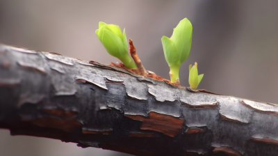 嫩绿芽在树干上生长，特写，逼真风格摄影图